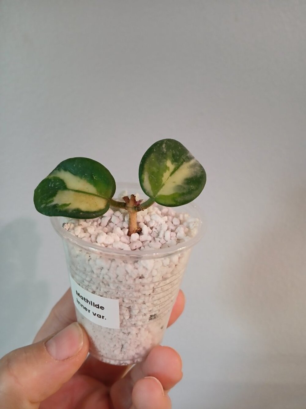 Hoya Mathilde Varigated-SOLD, cross listed - Picture 3 of 8